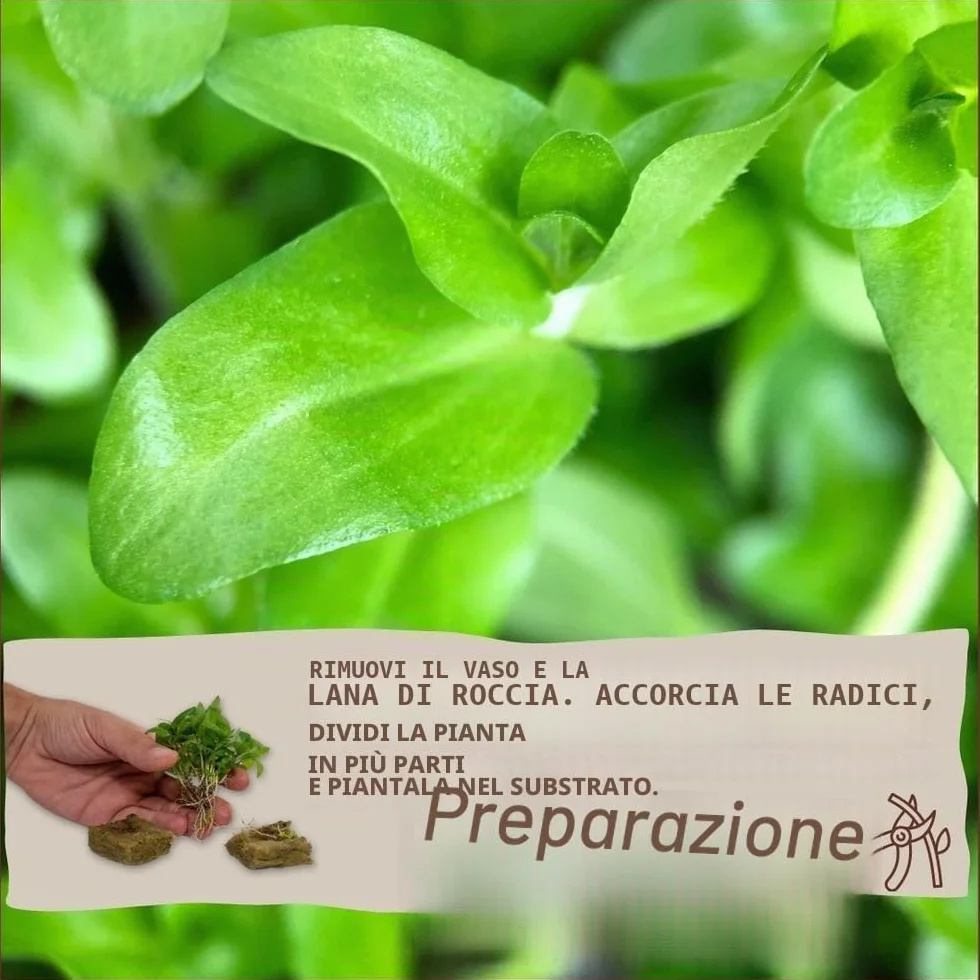 AquaOne Pianta per acquario Anubias barteri var. barteri | Pianta acquatica per acquario, rizoma/rizoma, completamente radicata, facile da pulire, decorazione per Aquascaping