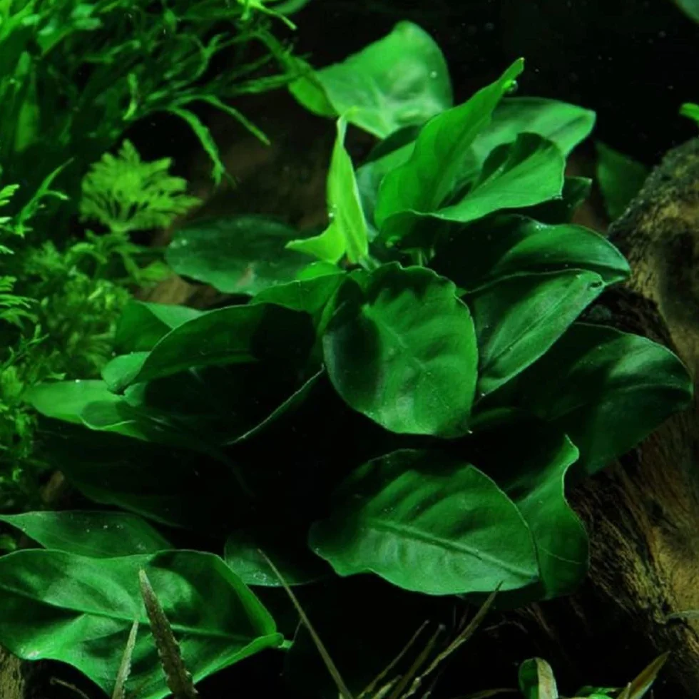 AquaOne Set di 5 piante acquatiche per acquario, piante acquatiche per principianti, aroma: igrophila Cryptocoryne Eleocharis Anubias I set con 5 piante per acquario