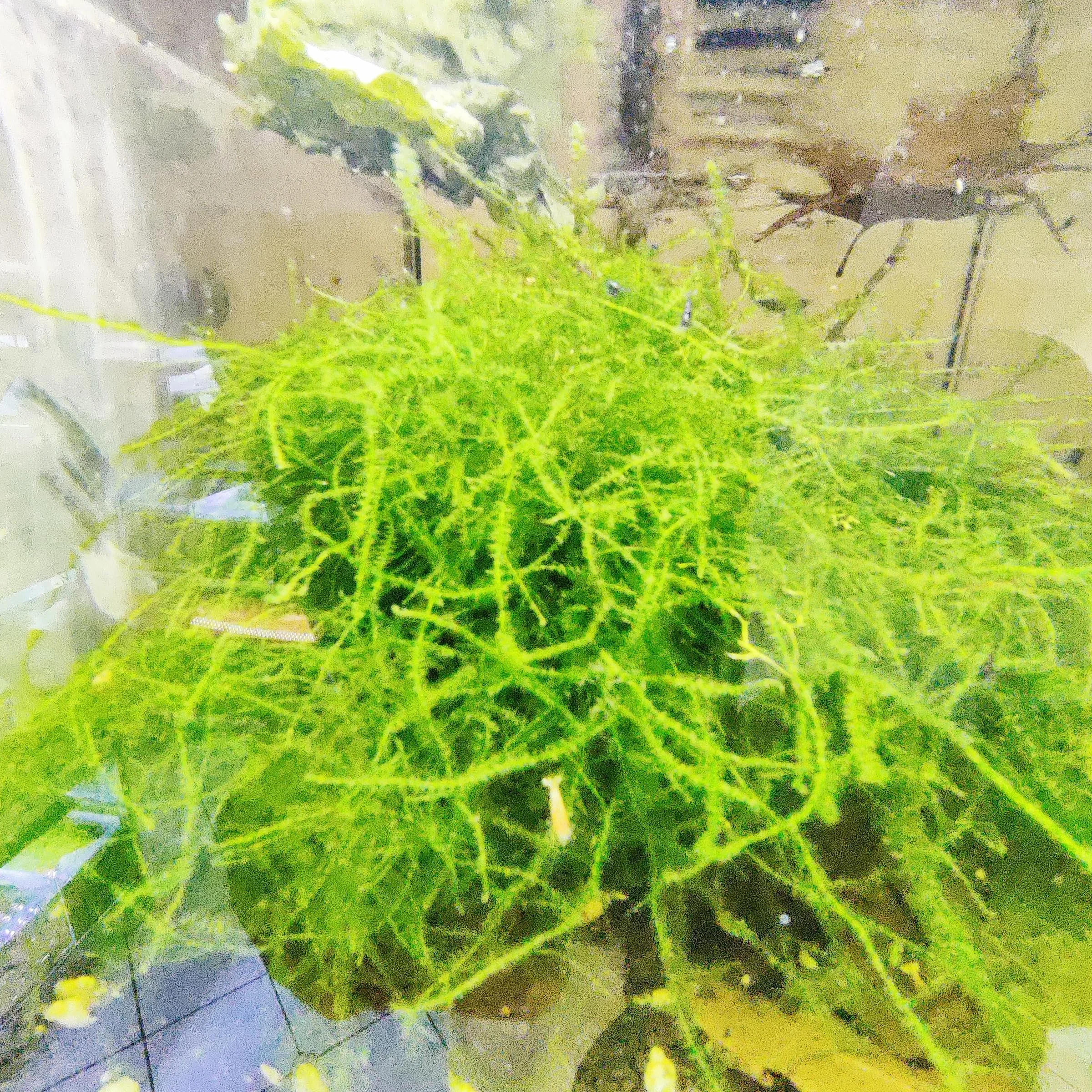 Garnelenglück - Weeping Muschio - Vesicularia ferriei - 100 mg