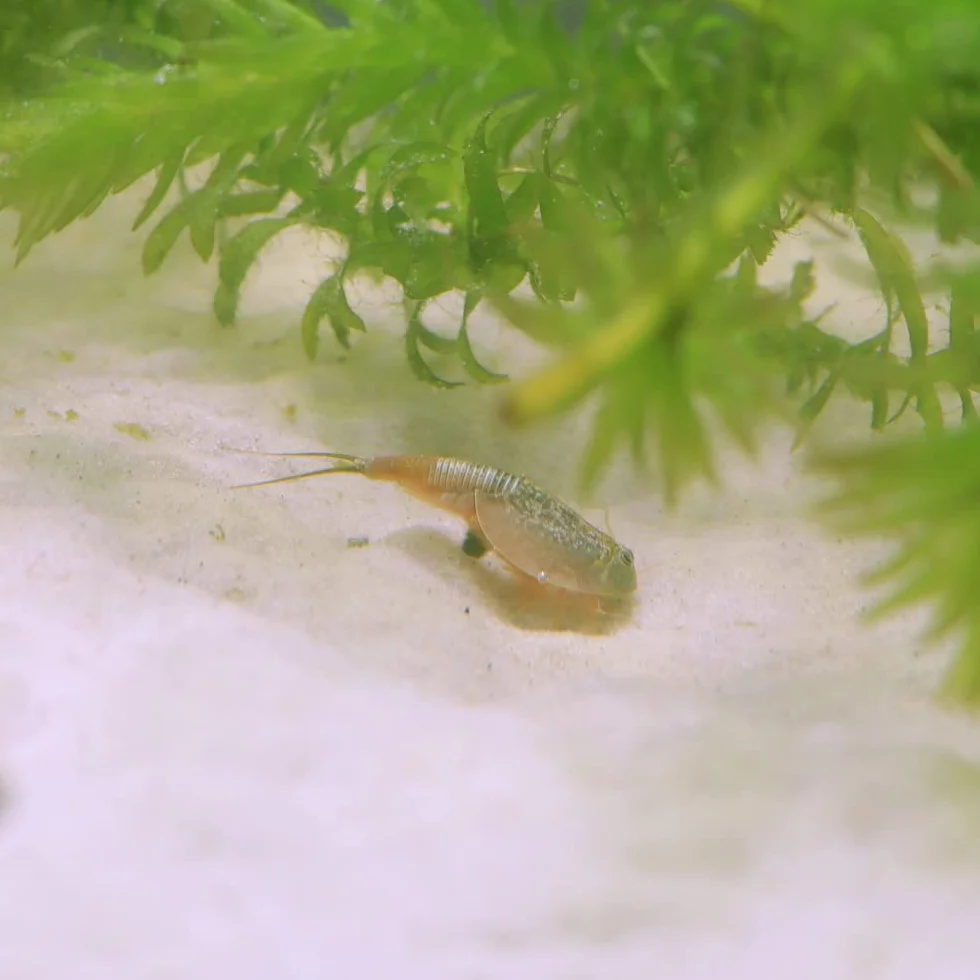 Triops longicaudatus - Set di crostacei Mini - Triops - Uova triops con sabbia, cibo e istruzioni (150 uova)