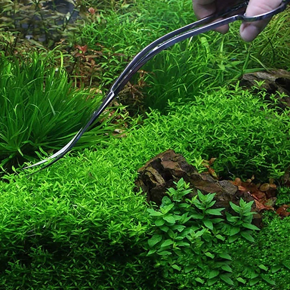 Forbici per Acquario,Forbice Curve per Acquari in Acciaio Inox Forbici per Lama Curva per Acquario Piante