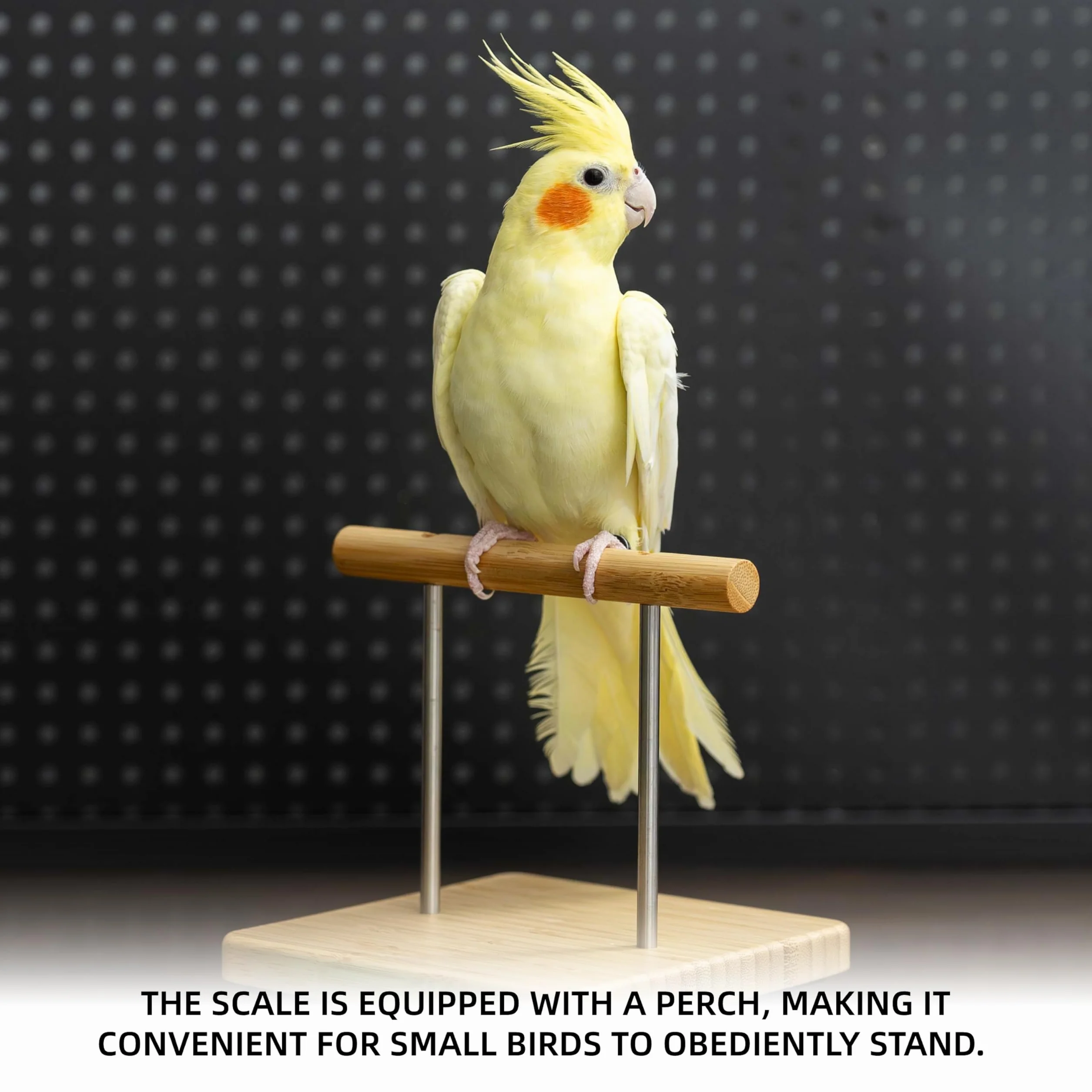 NEOUZA Bilancia per uccelli con trespolo, adatta per fringuelli, canarini, pappagallini, calopsitte, grigi africani, piccioni