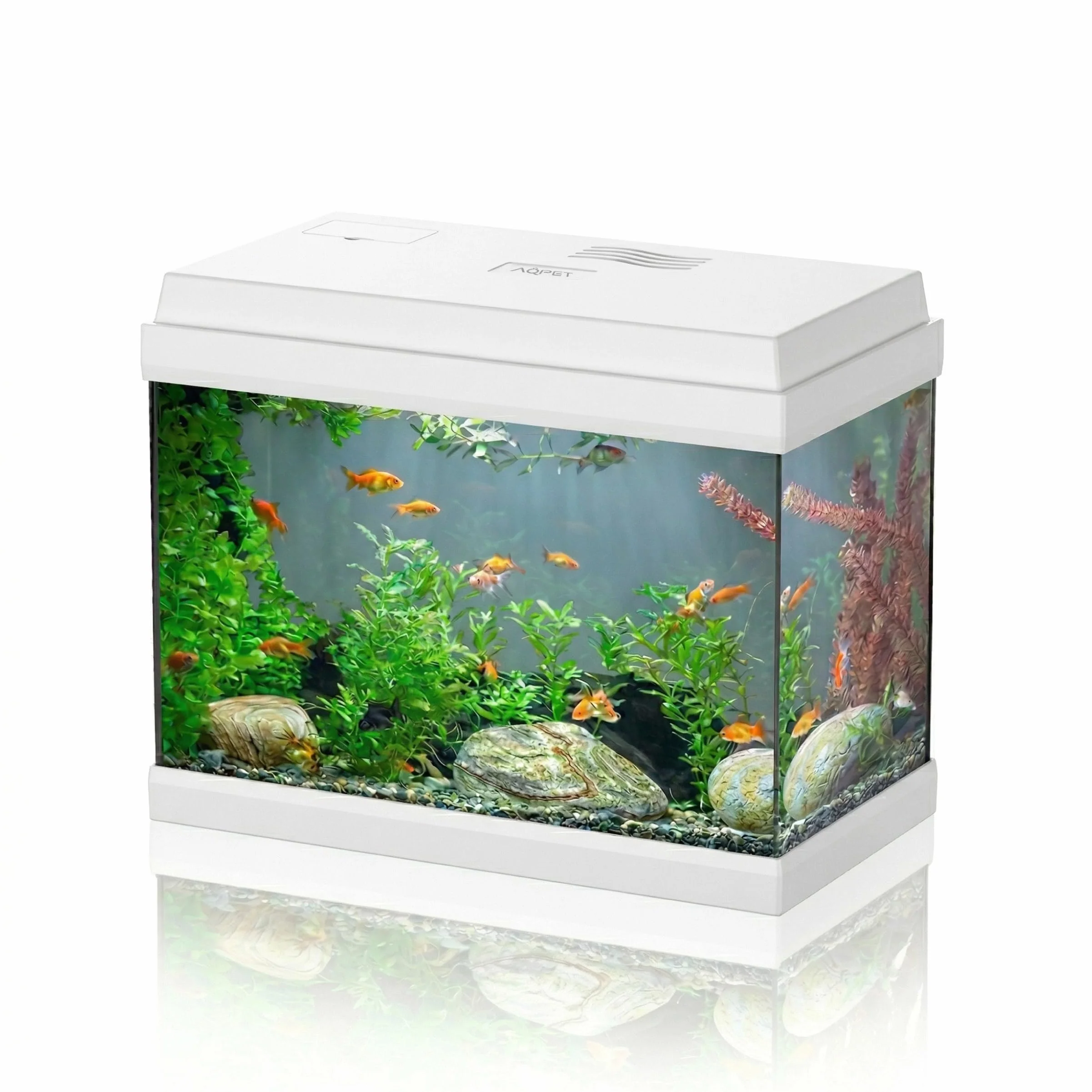 AQPET Acquario in Vetro per Pesci Tropicali Completo di Accessori Filtro Luce Simply, 30 39x22x30 cm 30 Litri, Bianco