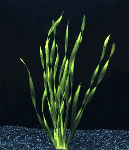 Vallisneria, 5 piante acquatiche