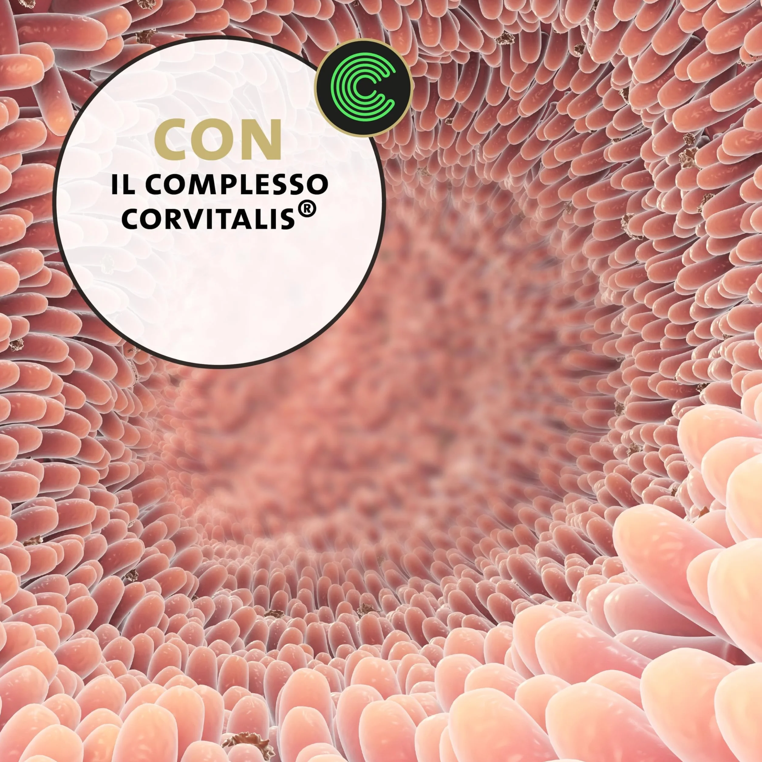 Peticare Polvere Flora Intestinale Gatti – Supporto Naturale per la Digestione – Con Probiotici e Prebiotici – Integratore Gastrointestinale