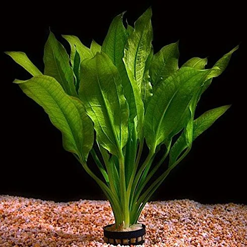 Echinodorus Bleheri Pianta viva per acquario