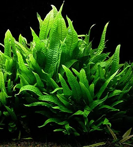 Pianta acquatica vera per acquario, tipo: felce di Giava (Microsorium pteropus)