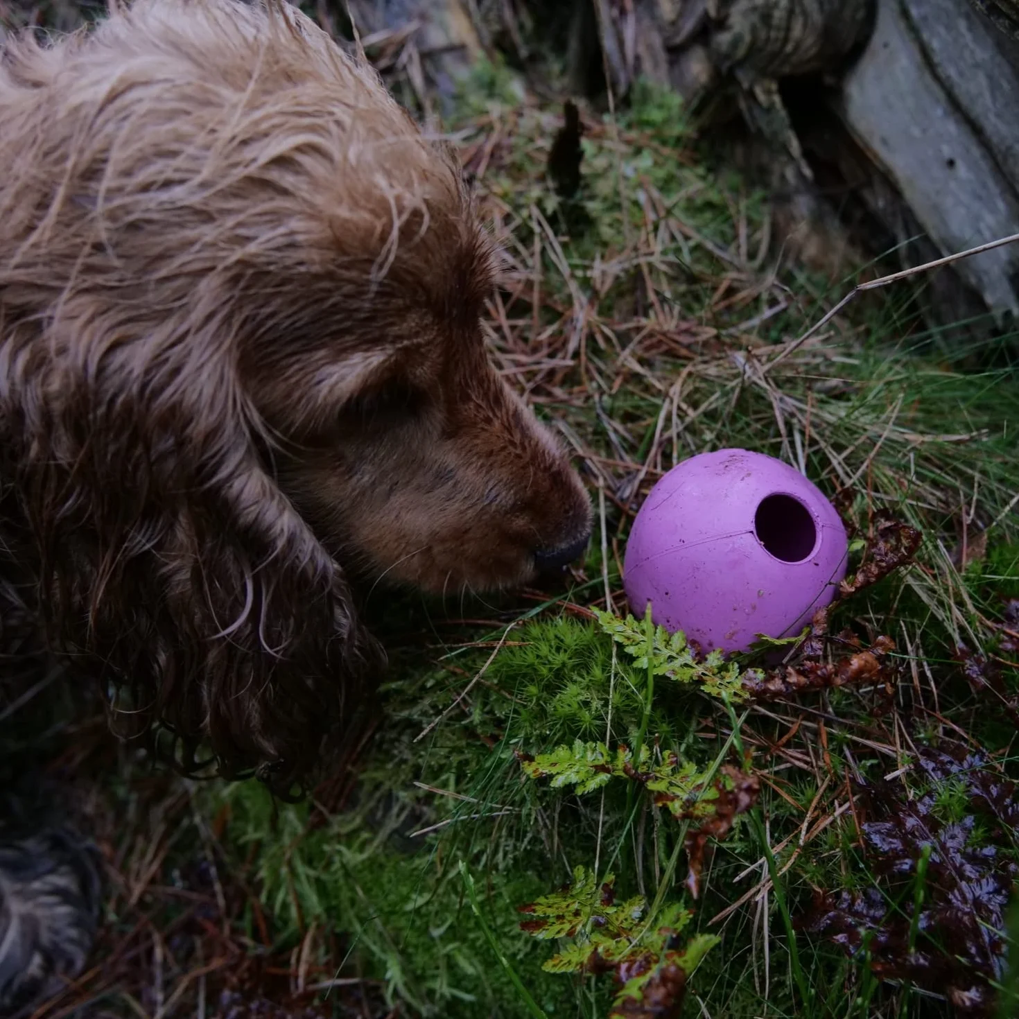 BecoThings Pallone Giocattolo per Cani