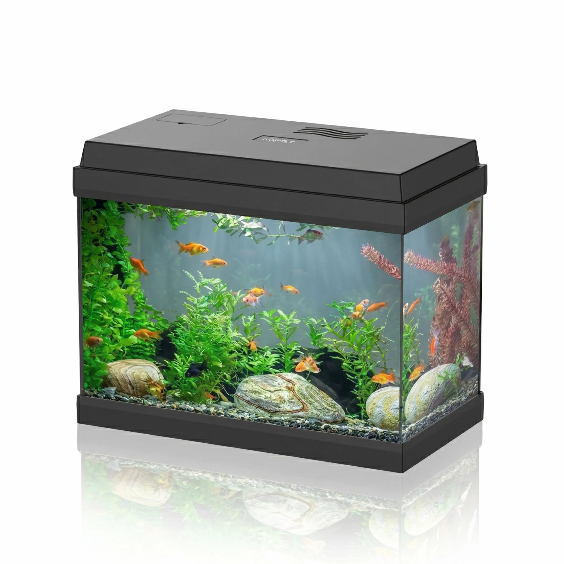 AQPET Acquario in Vetro per Pesci Tropicali Completo di Accessori Filtro Luce Simply, 30 39x22x30 cm 30 Litri