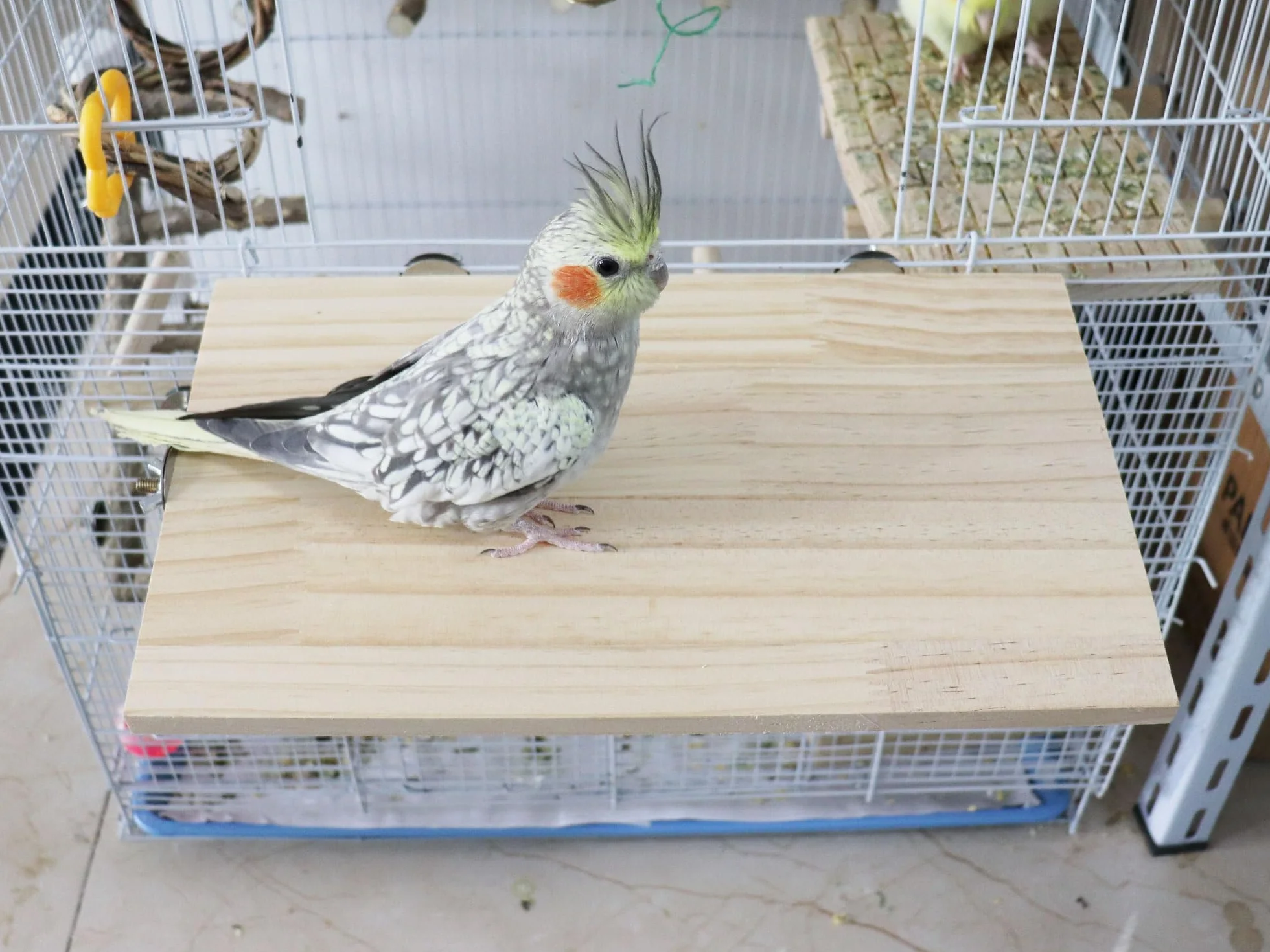Piattaforma per Uccelli di Grandi Dimensioni 35 x 20 cm, Piattaforma in Legno Naturale per Arrampicata, Accessori per Gabbie di Piccoli Animali adatti a Pappagalli, Cocorite, Cacatua, Ratti, Criceti