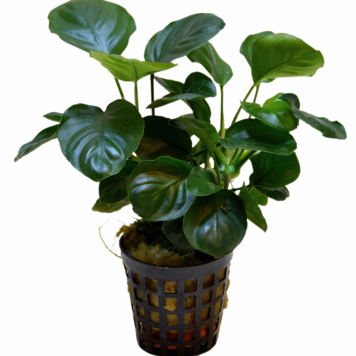 Anubias barteri var. nana "Coin Leaf" - Piante d'acquario