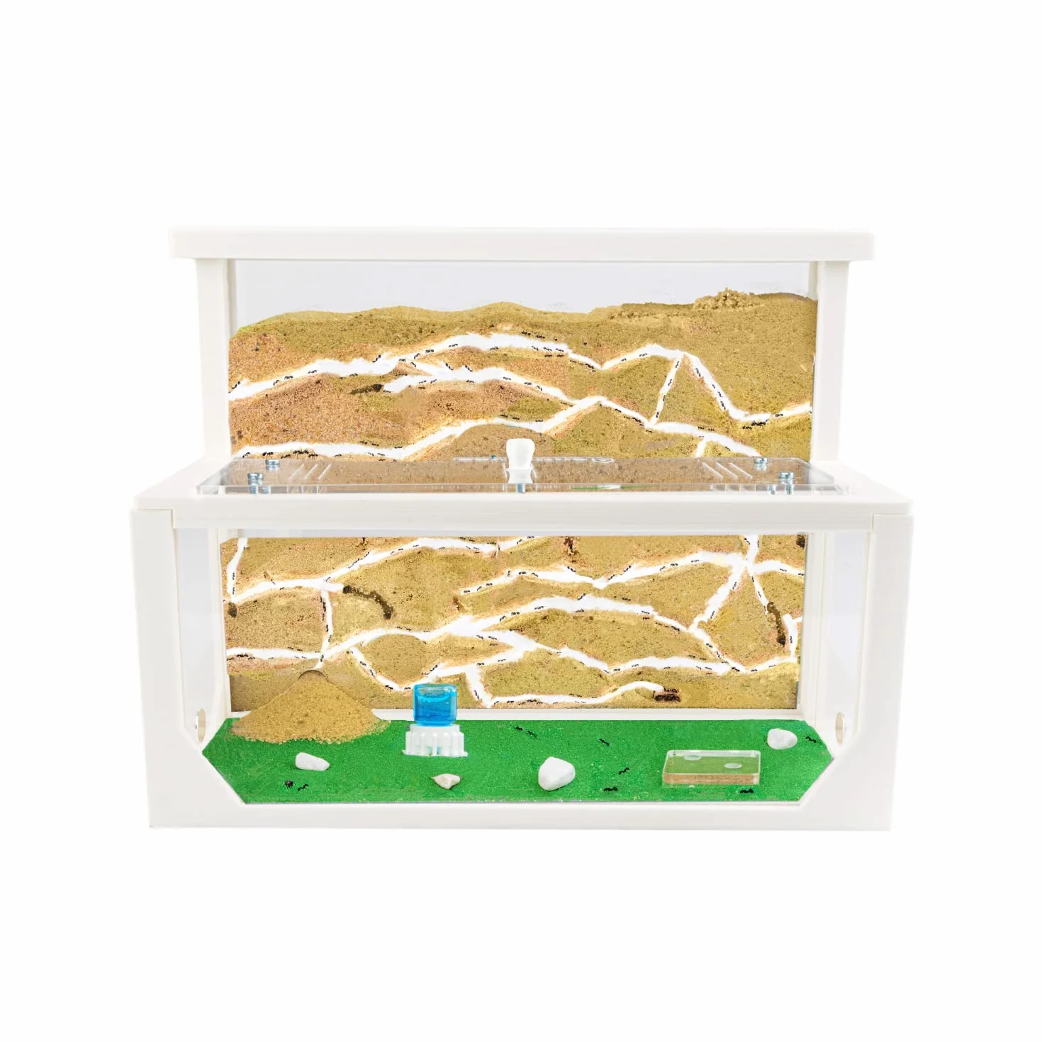 AntHouse - Formicaio Naturale di Sabbia 3D Bianco | Kit L (Sandwich + Cassa di Foraggiamento) | Formiche Incluse con Regina