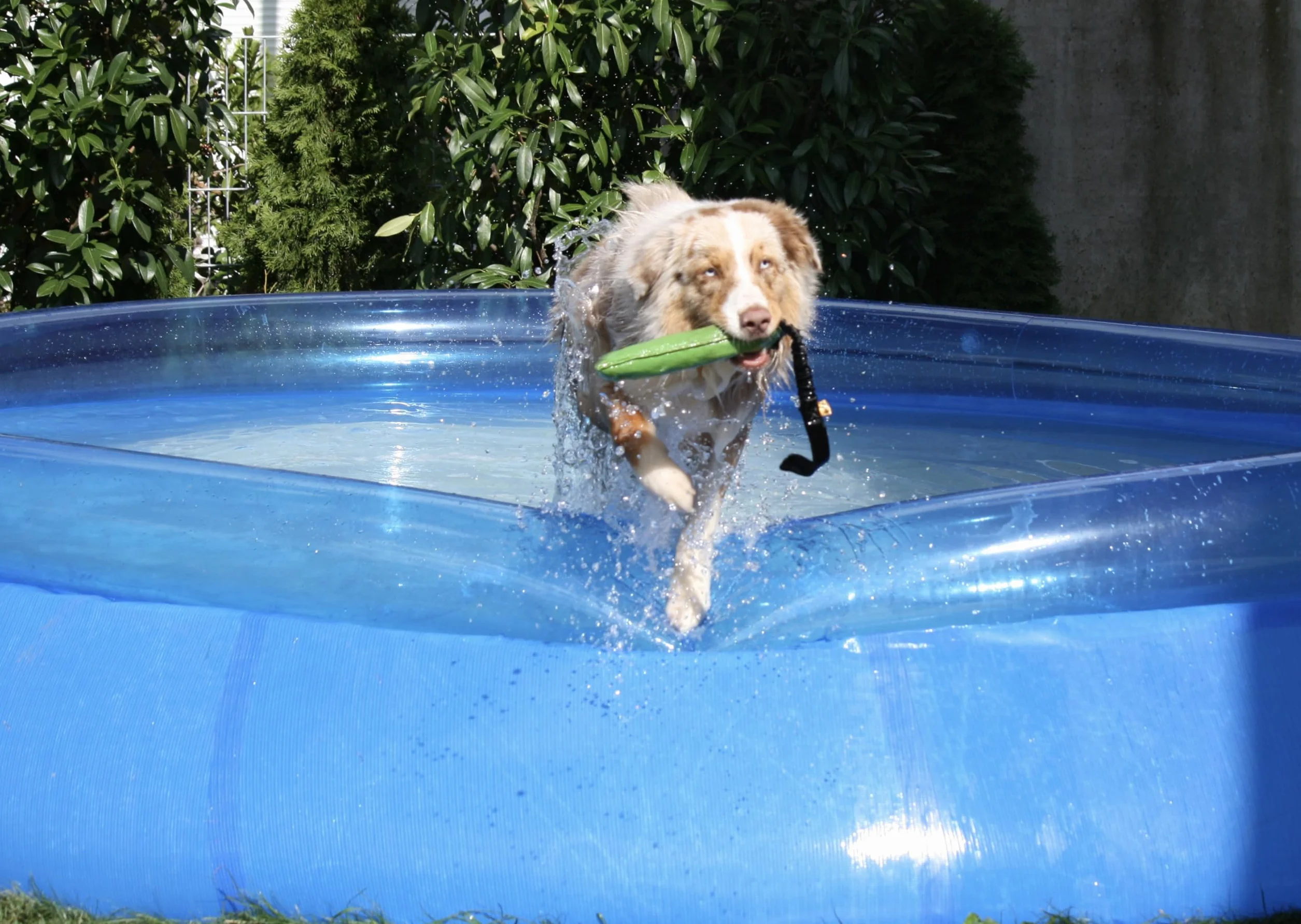Dingo Giocattolo da Agility per Cani per Allenamento, Sport Acquatici, Gioco di Tira e Molla, 15 x 8 cm, Verde con Manico Elastico Nero 15593
