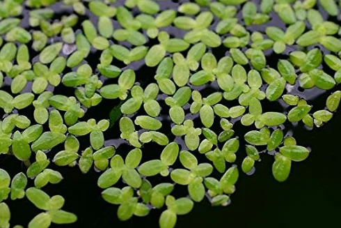 3 x Lenticchie d'acqua - LEMNA MINOR - contro le alghe - Piante d'acquario