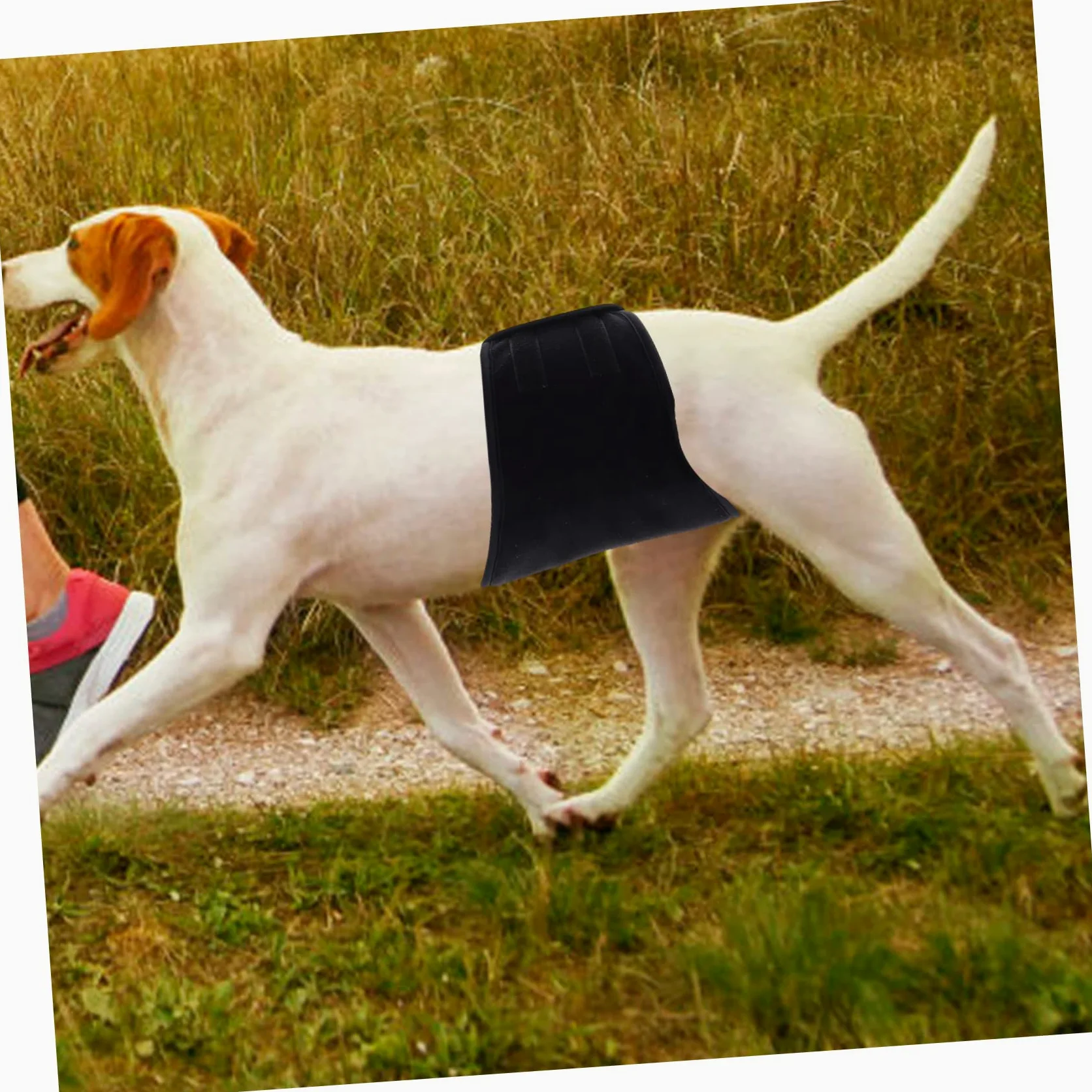 BESPORTBLE 3pezzi Banda Addominale Lavabile Per Cani Maschi Pannolino Riutilizzabile Per Animali Domestici Design Assorbente e Misura Media Ottima Per Uso Domestico e Viaggi