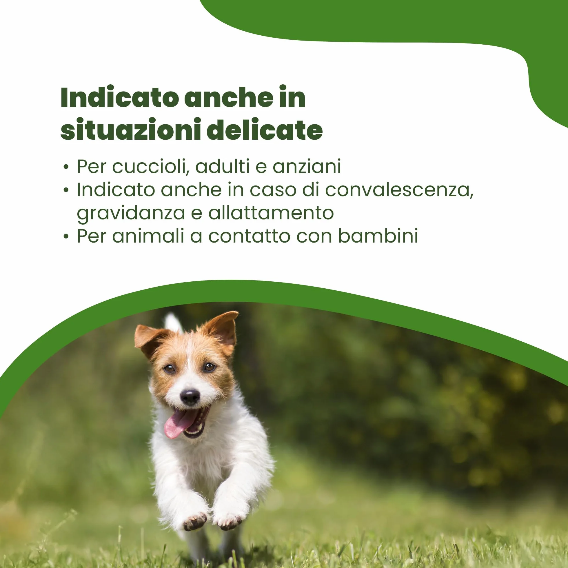 CAMON | Spot-On Protection Cane (0-10kg), 5 Fiale da 3ml con Olio di Neem, Naturale e Efficace