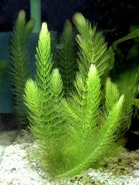 Ceratophyllum demersum Hornwort 3 grappoli Pianta viva acquario
