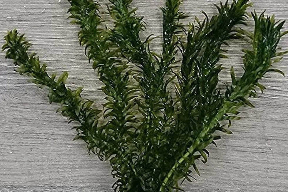 Elodea Densa - Pianta Ossigenante per Stagno e Acquario