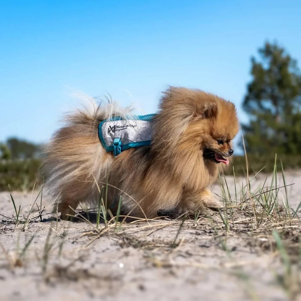 Non-Stop Dogwear Gilet rinfrescante per cani, grigio chiaro/verde acqua (M)