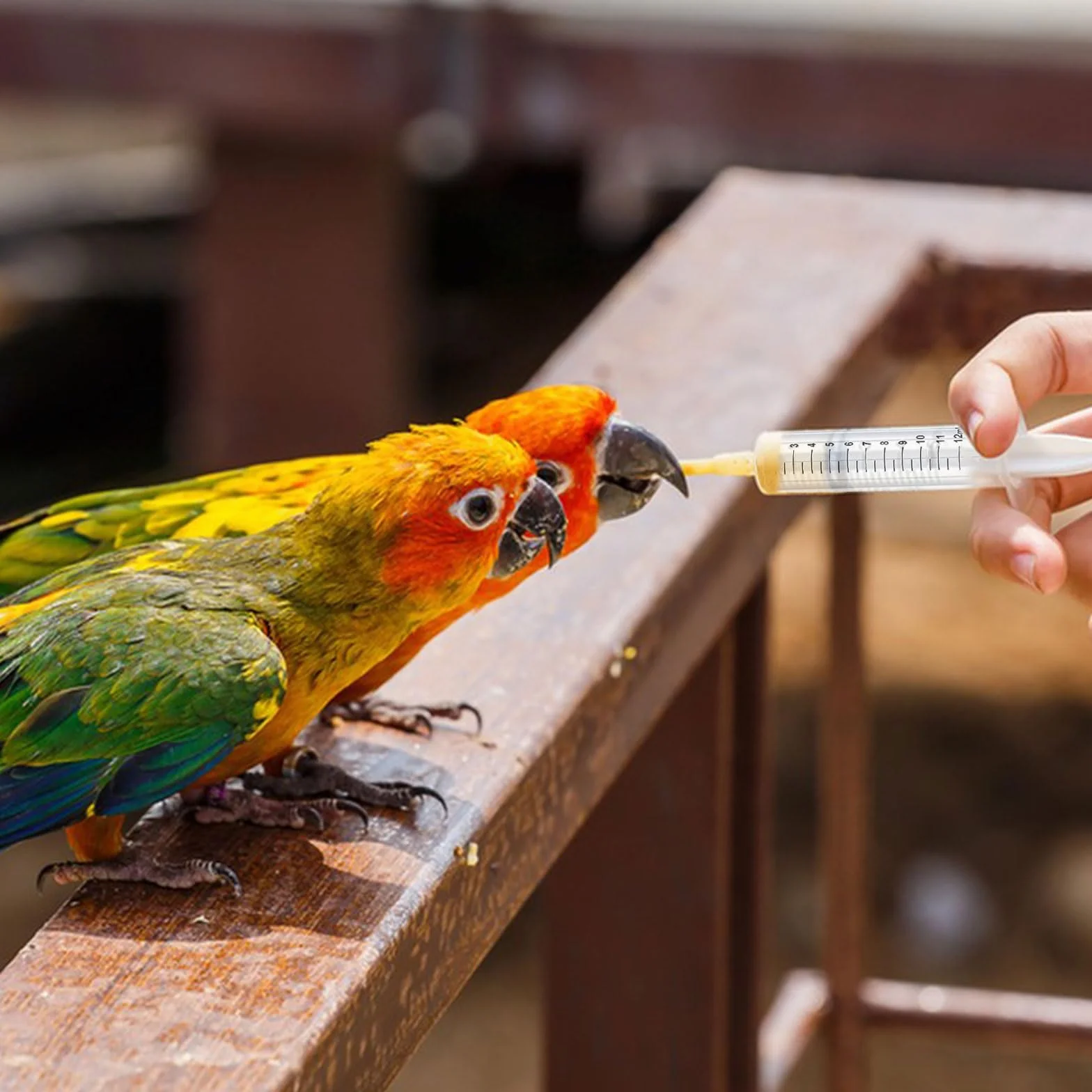 Suxgumoe Baby Bird Parrot - Siringa per l'alimentazione di uccelli e pappagalli, siringa per l'alimentazione di uccelli da latte, pappagalli