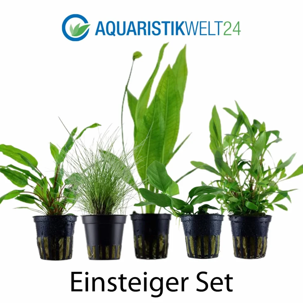 AquaOne Set di 5 piante acquatiche per acquario, piante acquatiche per principianti, aroma: igrophila Cryptocoryne Eleocharis Anubias I set con 5 piante per acquario