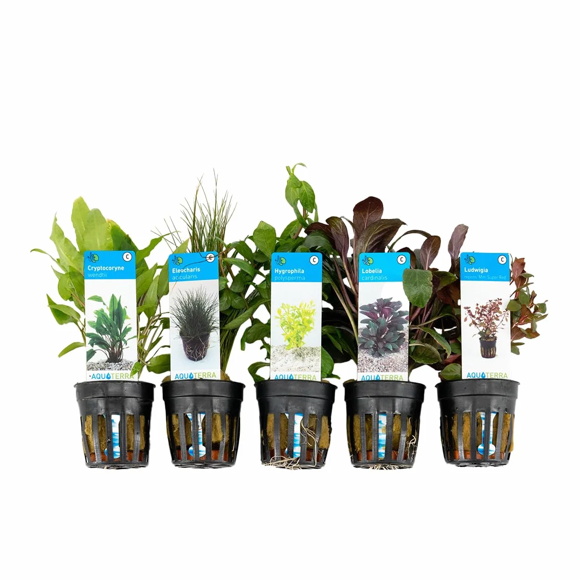 Bloomique Mix di 5 Piante da acquario d’acqua dolce Depuranti Ossigenanti Ludwigia Hygrophila Eleocharis Lobelia Cryptocoryne 5-20 cm