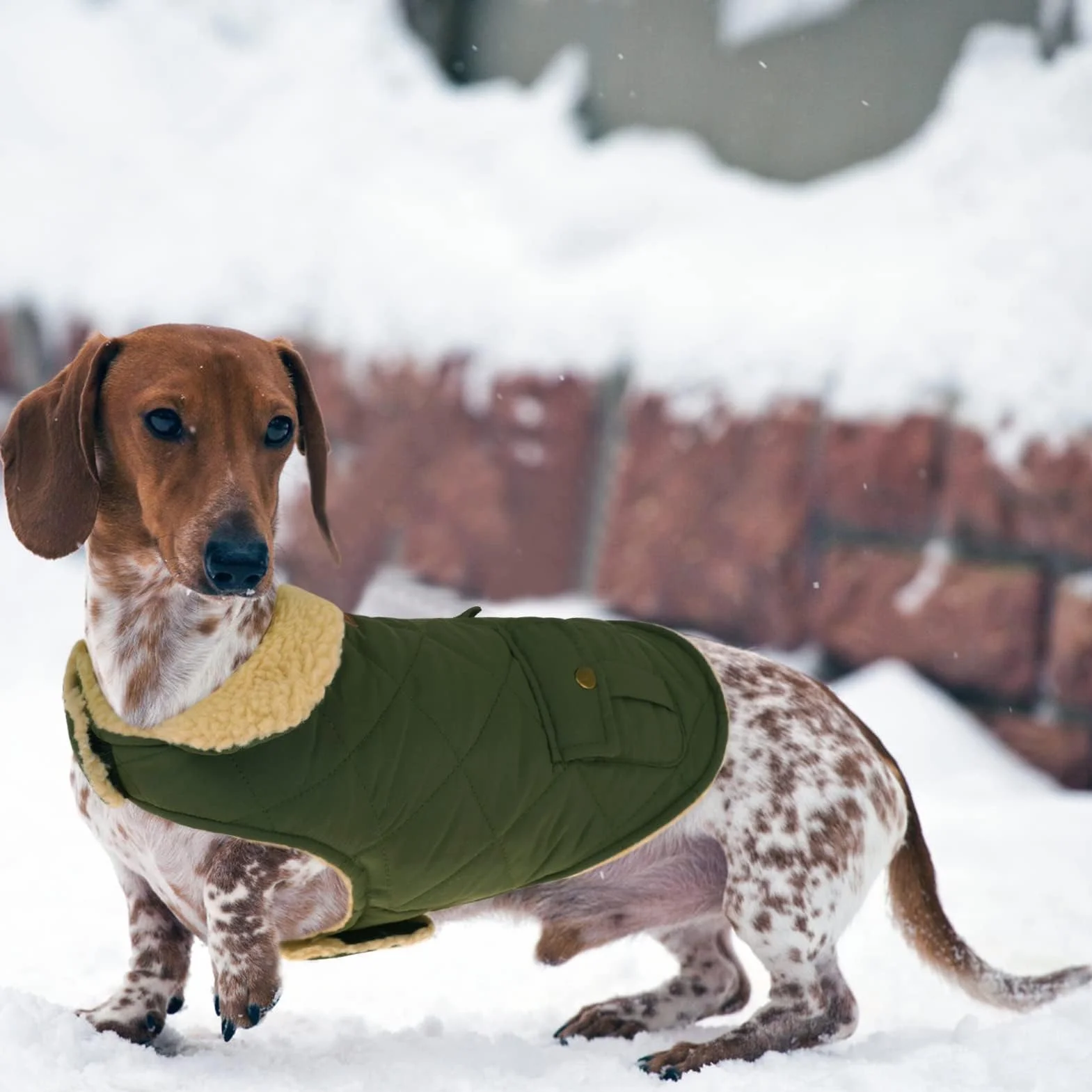 CITÉTOILE Cappotto Invernale per Cani - Gilet Termico con Lana Spessa, Giacca Antivento per Chihuahua e Razze Piccole/Medie/Grandi, Foro con Corda di Trazione, Verde, S
