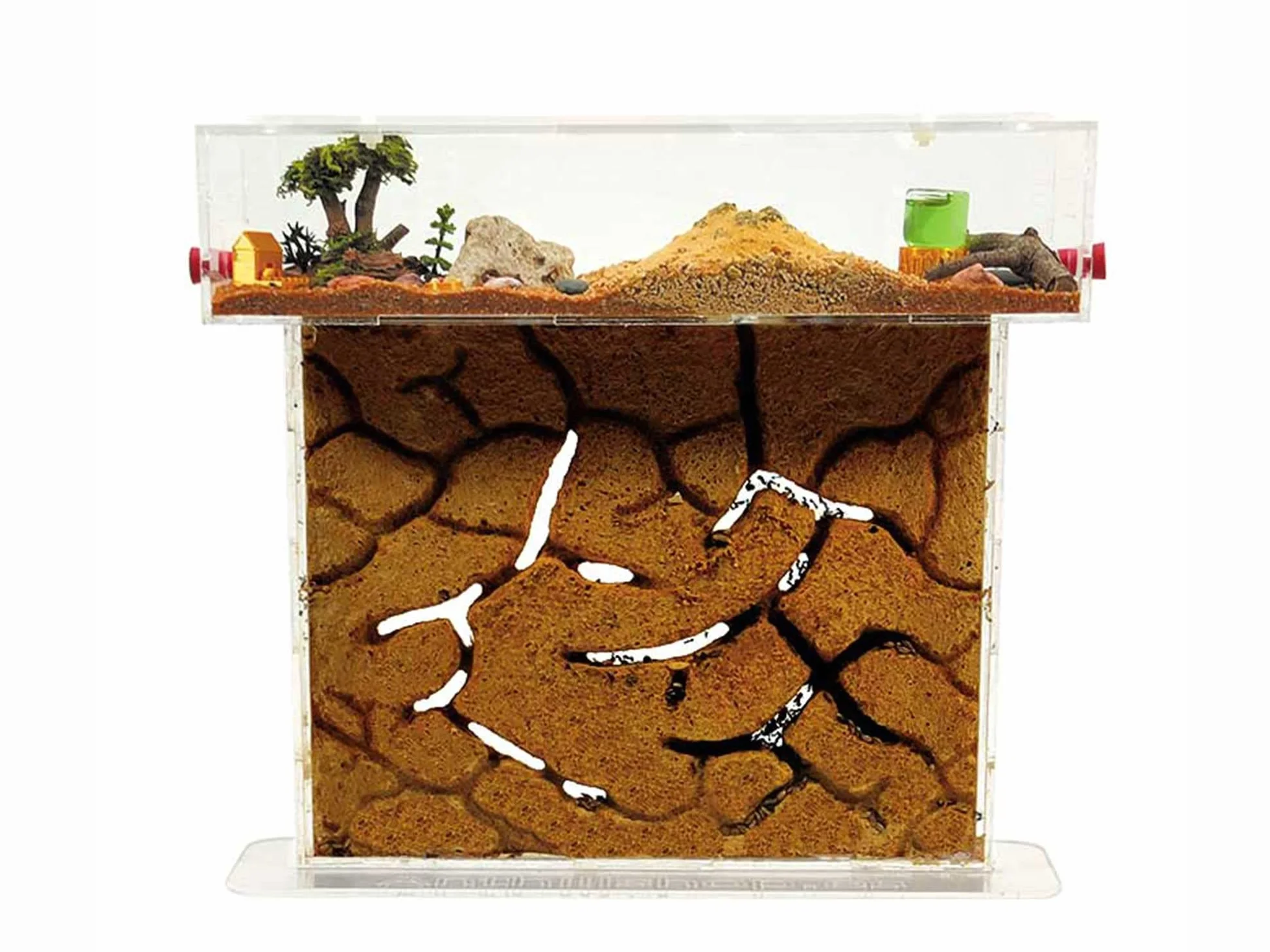 Formicaio a T big sabbia naturale (acrilico) con formiche Gratis, da 20 a 30 operai.