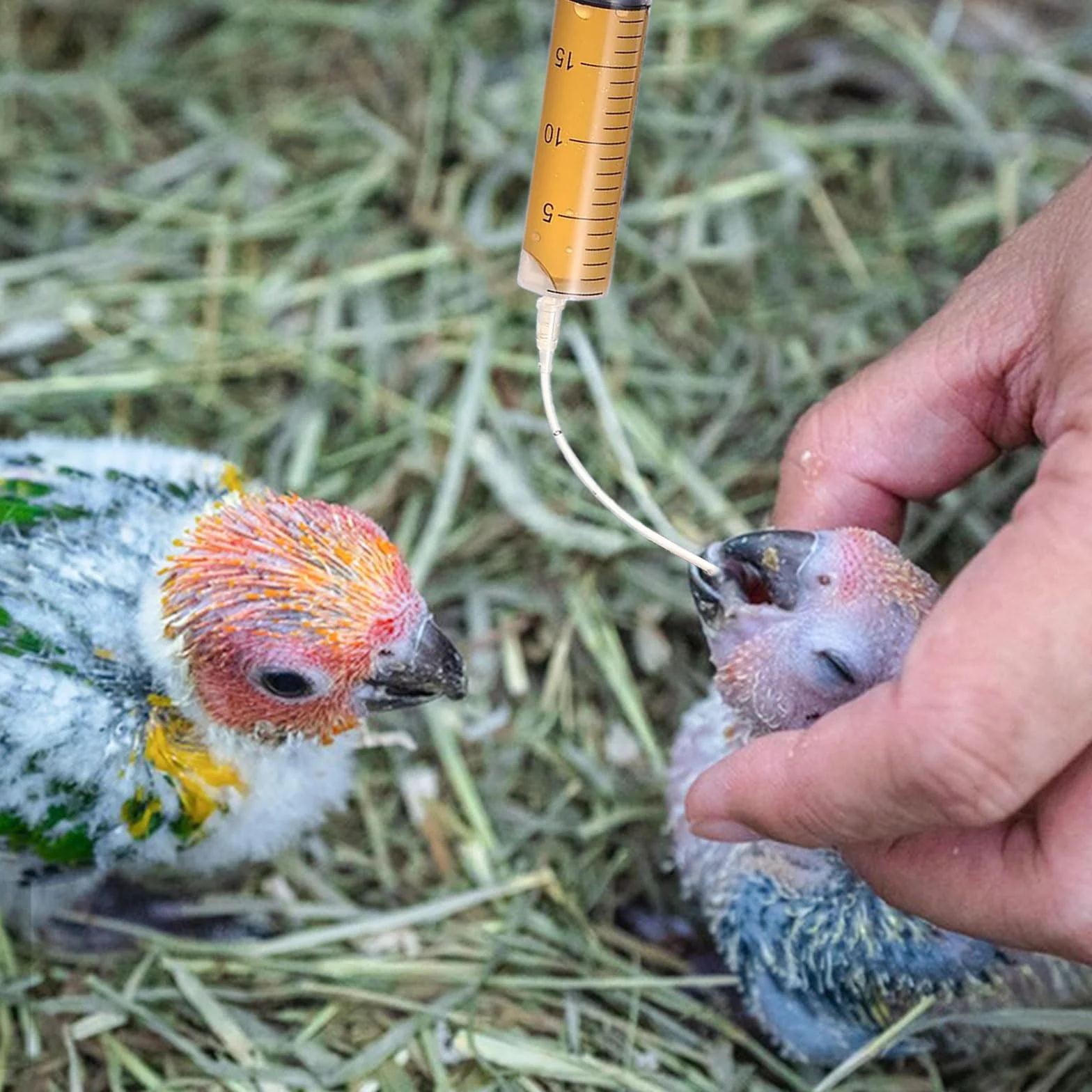 Spruzzatore di alimentazione per uccelli, 1 pezzo, con 20 tubi, sterile per animali domestici, per piccoli animali, gattini, cuccioli, Scientific Industrial Labs (B)