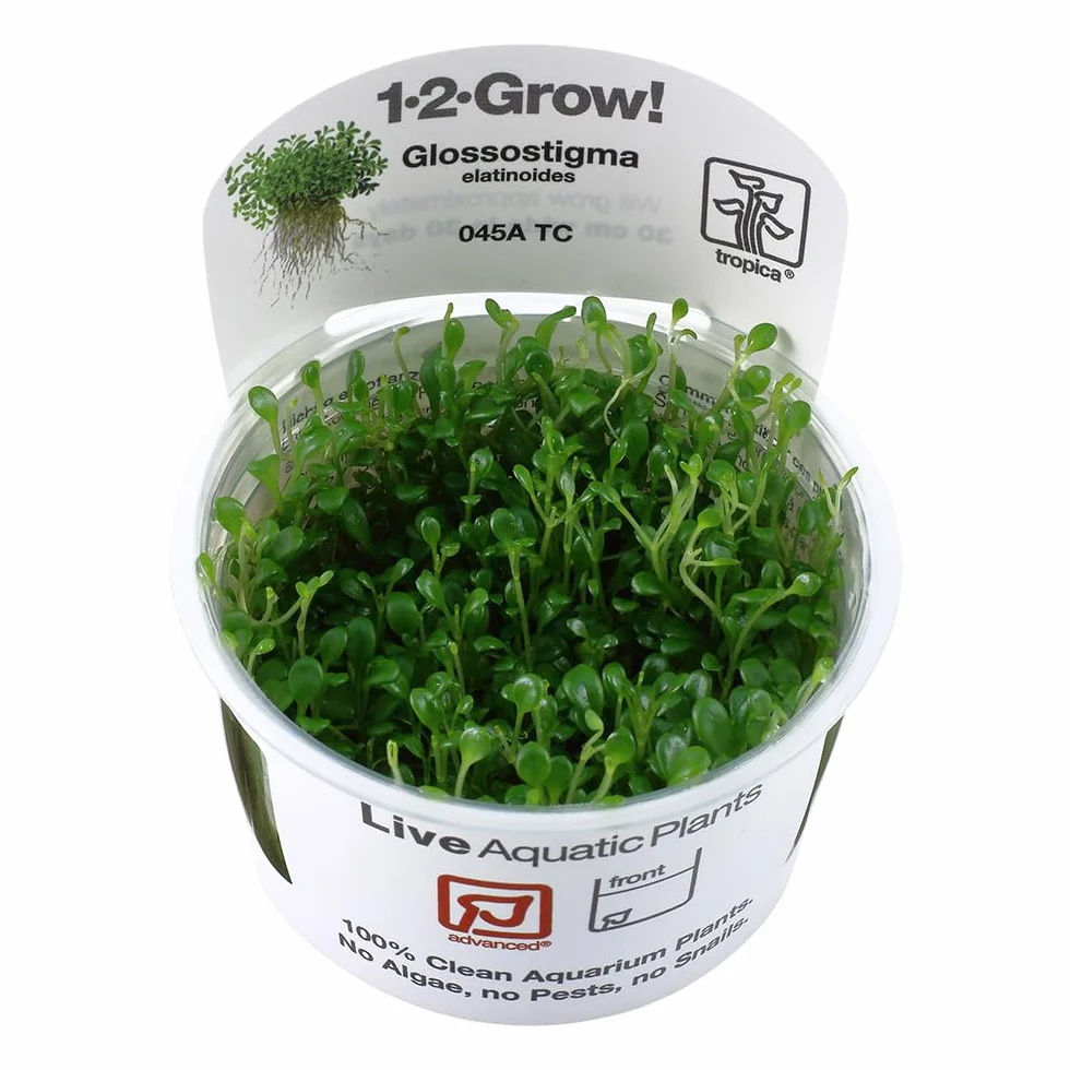 Tropica Glossostigma elatinoides 1-2-Grow Coltura di tessuti in vitro Pianta per acquario vivo, sicura per gamberetti e senza lumache