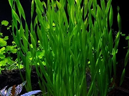 3 Bunch Vallisneria americana 'Asiatica'