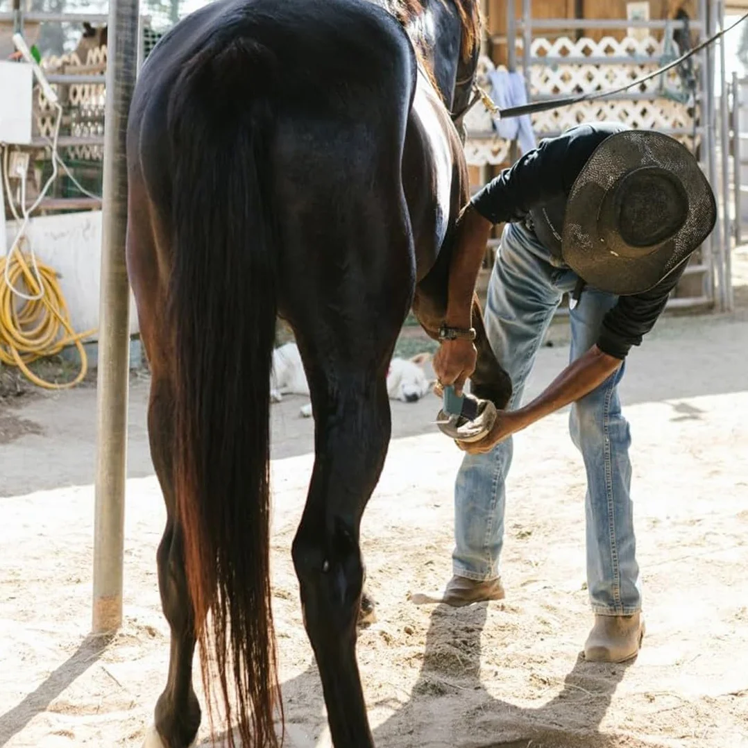 2 pcs Raschietto per Zoccoli di Cavalli, Capre e asini, con Spazzola Estremamente Stabile e Impugnatura Ergonomica, Cavalli all'Usura Cura del Cavallo per Zoccoli di Cavalli capre e Asini