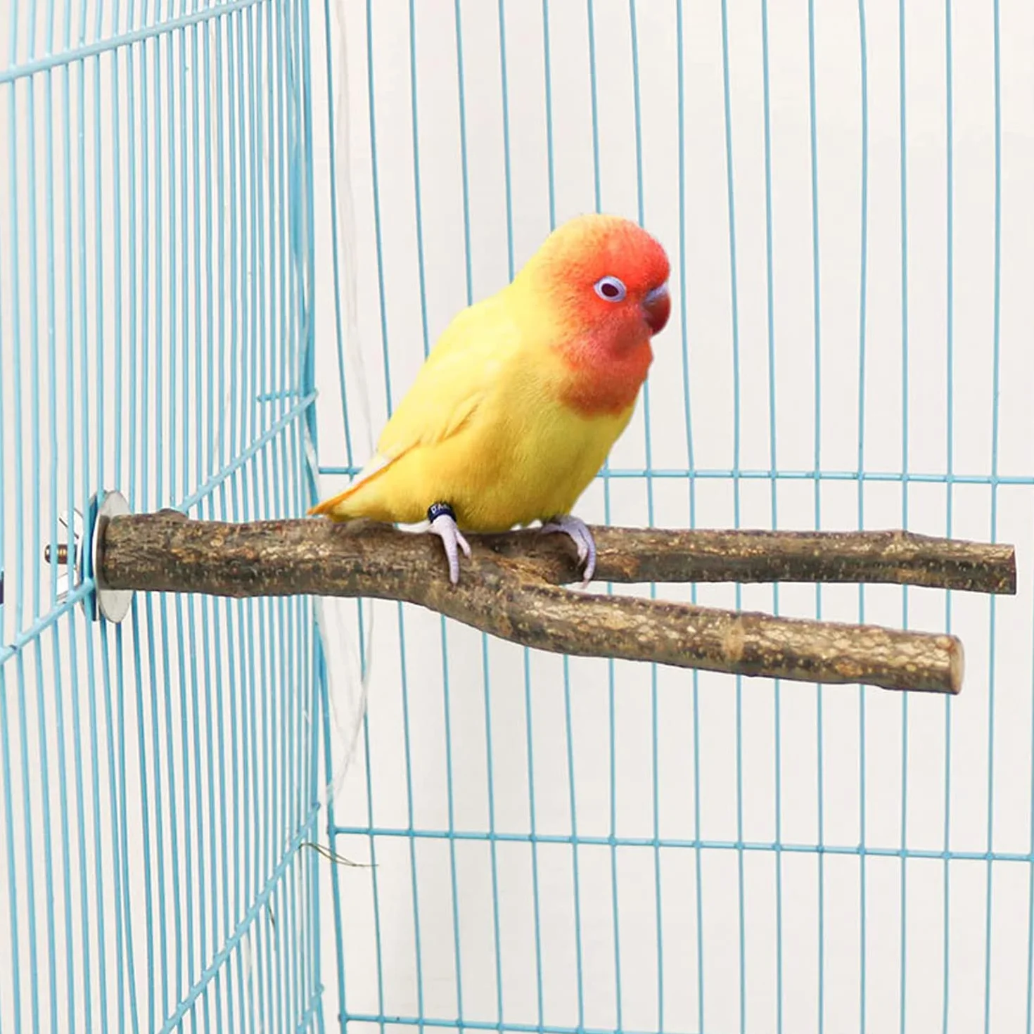 6 Pz Posatoi per Uccelli, Posatoi in Legno Posatoio per Pappagalli per Posatoi Legno per Pappagalli, Posatoi per Uccelli Legno Naturale, per African Parrot Birds