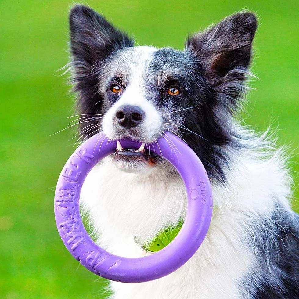 Ferplast Gioco Cane, Anello Addestramento Cani da Masticare, per Corsa, Salto, Tiro, Materiale Robusto Atossico, Galleggiante, PULLER MIDI, Giochi per Cane Piccolo e Medio, Set di 2 Anelli Fitness
