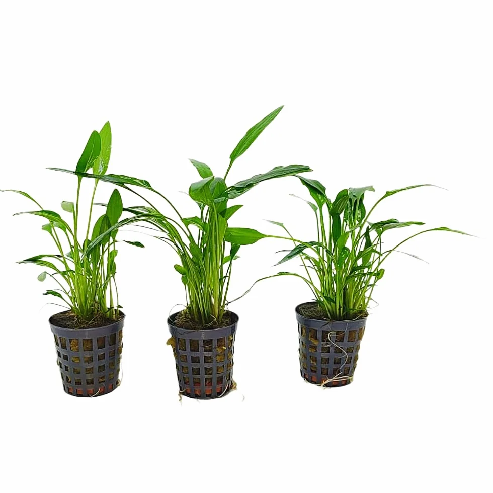 Tris Cryptocoryne “Nevellii” – Piantine Acquatiche Tappezzanti | Ideali per Neofiti ed Acquari Naturali